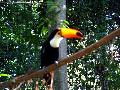 gal/holiday/Brazil 2005 - Foz do Iguacu Birds Sanctuary/_thb_Bird_Sanctuary_Iguacu_DSCF1230.jpg